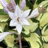 Foltz plant
