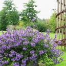 Bevrijdings Dag geopend