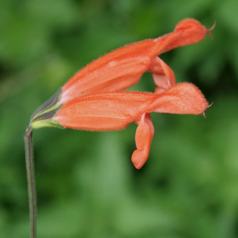 SALVIA stolonifera