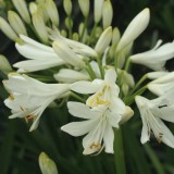 Foltz plant