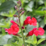 Foltz plant