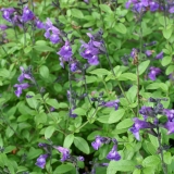 Foltz plant