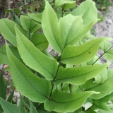 Foltz plant