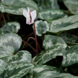 Foltz plant