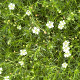 Foltz plant