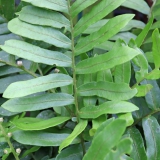 Foltz plant