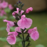 Foltz plant