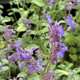 Foltz plant