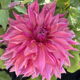 Foltz plant