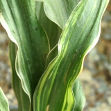 Foltz plant