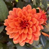 Foltz plant