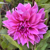 Foltz plant