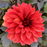 Foltz plant