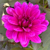 Foltz plant