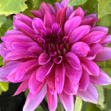 Foltz plant