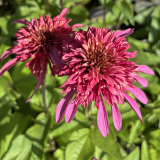 Foltz plant
