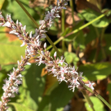 Foltz plant