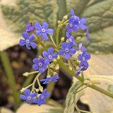 Foltz plant