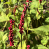 Foltz plant