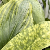 Foltz plant