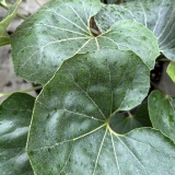 Foltz plant