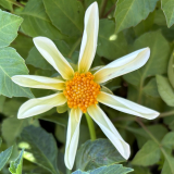 Foltz plant