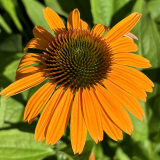 Foltz plant