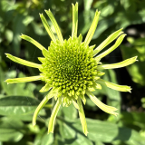 Foltz plant
