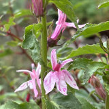 Foltz plant