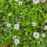 Foltz plant