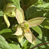 Foltz plant