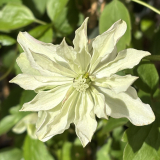 Foltz plant